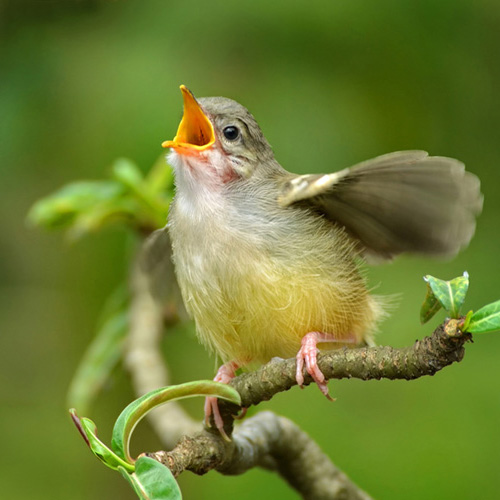 belofte communiceren